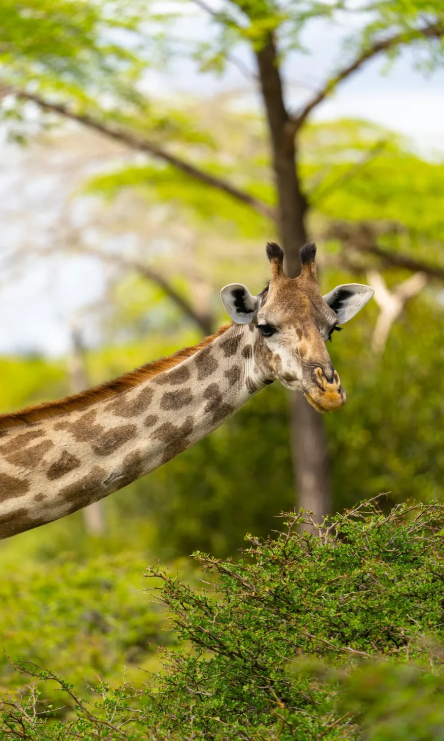Tanzania-safaris-45