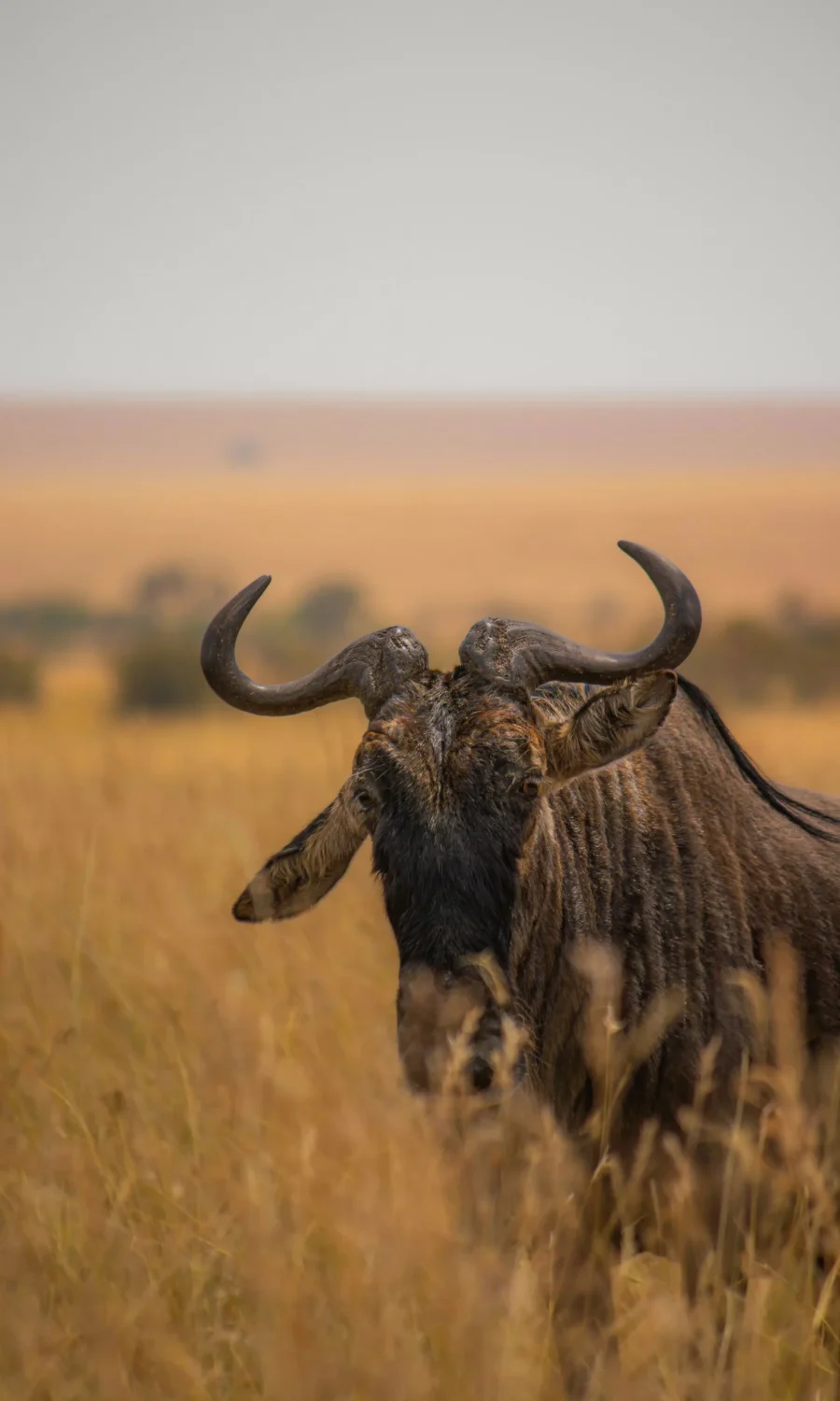 tanzania-safari-42